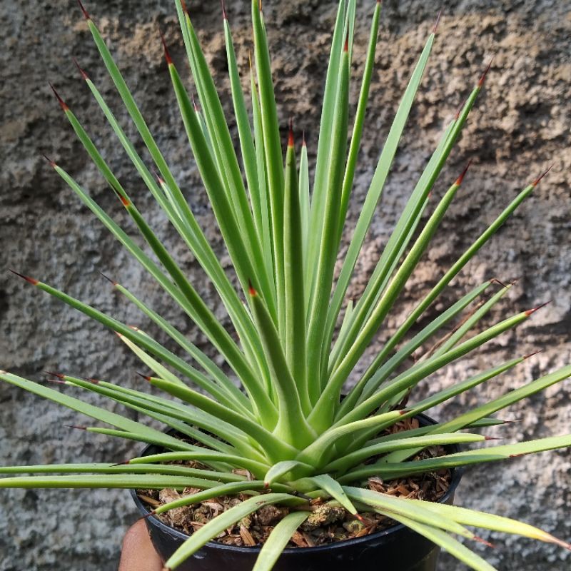 Agave Stricta // Agave