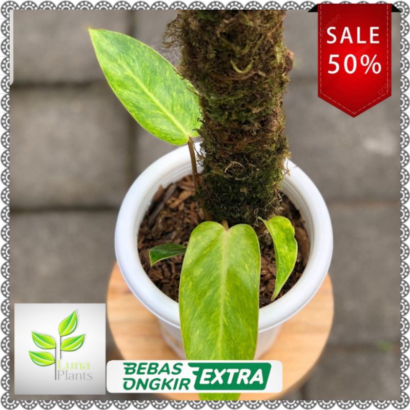 Tanaman hias philodendron painted lady - philodendron painted lady