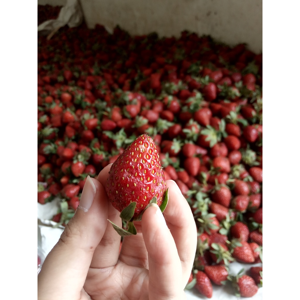 

Buah Stawberry Segar