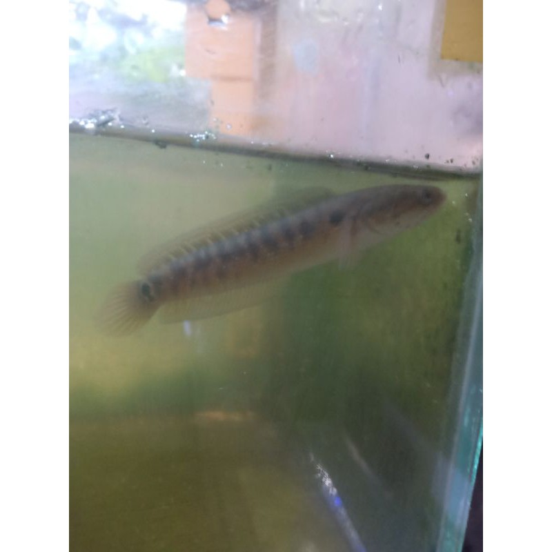 

channa asiatica RSWS size -+12cm