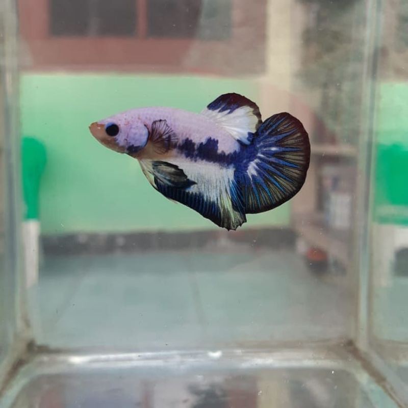 ikan cupang blue panda / ikan hias