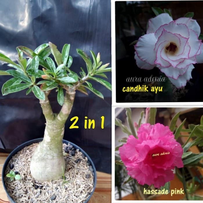 bibit bunga adenium 1 pohon 2 warna TERLARIS