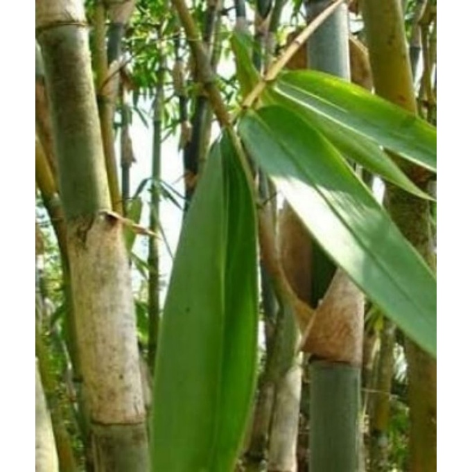

DAUN BAMBU BESAR BUNGKUS MAKANAN
