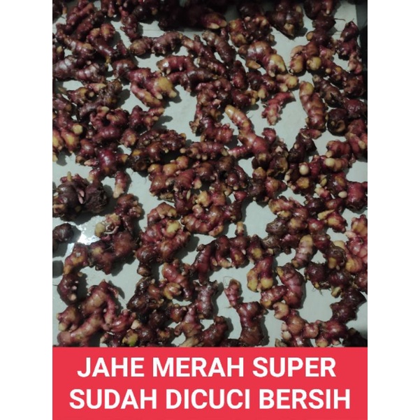 

JAHE MERAH SEGAR SIZE SEDANG / KECIL SUDAH DICUCI BERSIH 1 KG