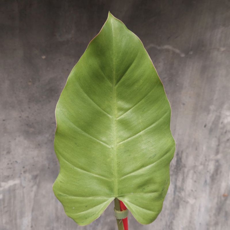 philodendron jungle fever variegata  / snowdrift variegata tanaman hias koleksi