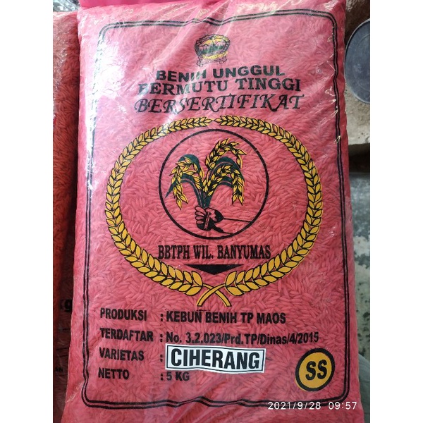 Bibit Padi Unggul Varietas Ciherang