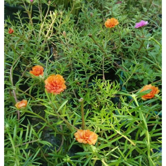 

Moserose/portulaca oranye