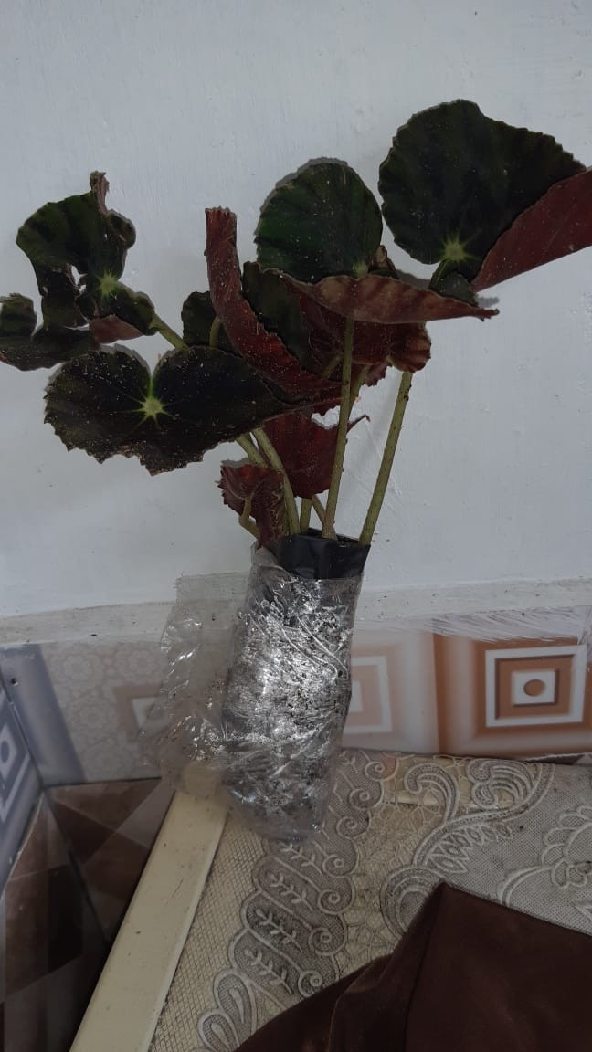 Begonia Tiger Tanaman Hias