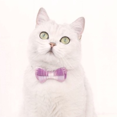 Kalung Kucing Kalung Anjing  Kalung Kelinci Kalung Adjustable Lonceng Cat Collar Dog Collar