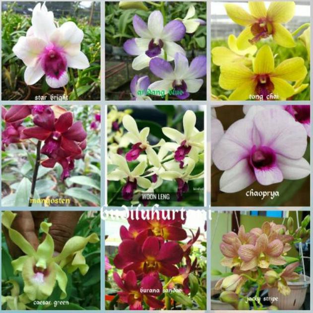 Anggrek Dendrobium Praremaja Hybrid Bunga Besar Kode T6329 Shopee Indonesia