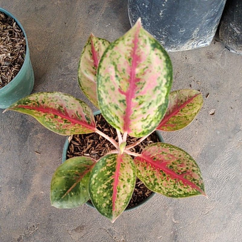 aglonema sweet dream