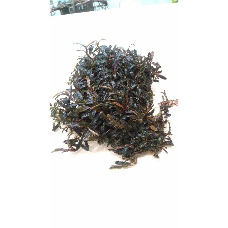 [ Full 1 KG mini velvet brownie ] Bucephalandra Full Daun air [ Wajib Biaya Karantina]