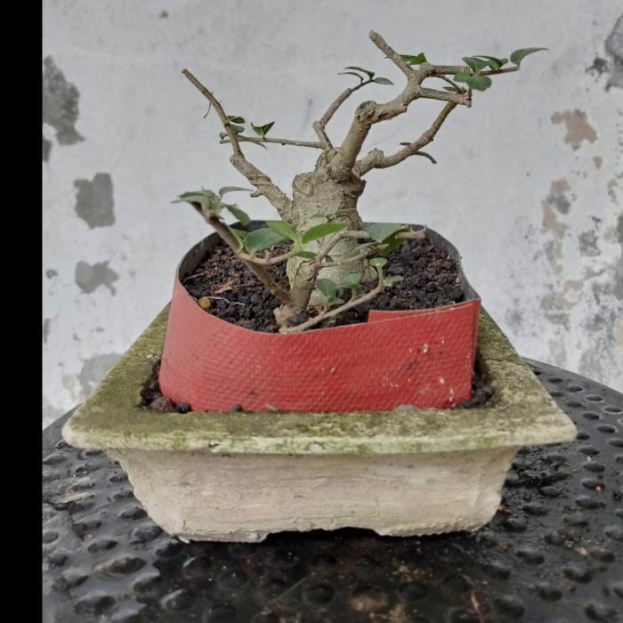 Bonsai Serut Shito Cantik Siap Pajang Tua Berkarakter