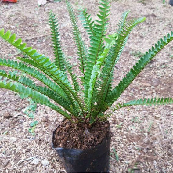DIARY PETANI - Tanaman Hias Pakis Kelabang Bagus