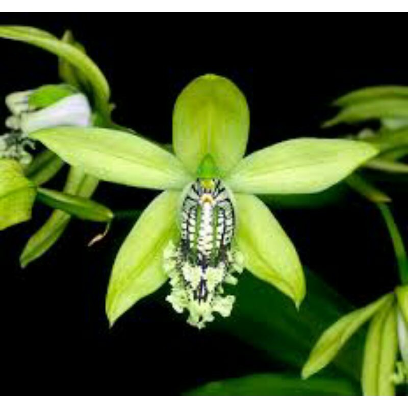 Anggrek Coelogyne Mayeriana (anggrek hitam sulawesi)