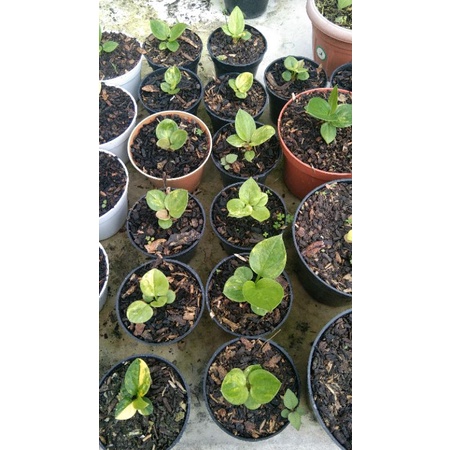 jemani mangkok varigata