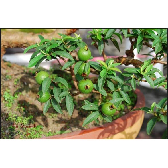 Bunga Jadi.. Bibit Bonsai Jambu Kerikil - bukan benih, harga termurah.