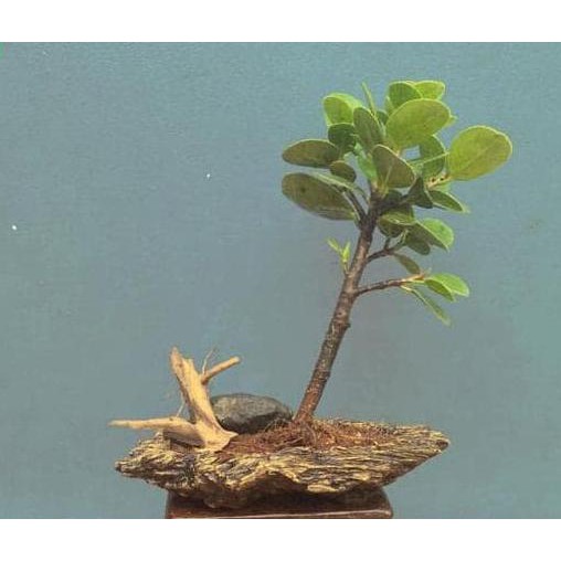 NH” BIBIT TANAMAN HIAS - BONSAI FICUS MICROCARPA (BAKALAN BONSAI) tenar