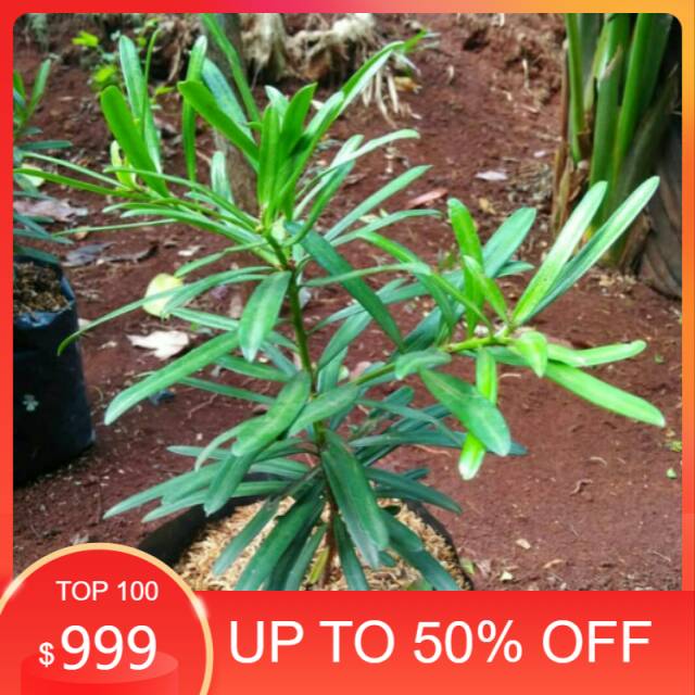 Tanaman Lohansung Taiwan - pohon Lohansung Taiwan