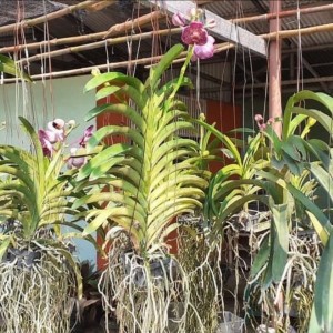 anggrek vanda berbunga
