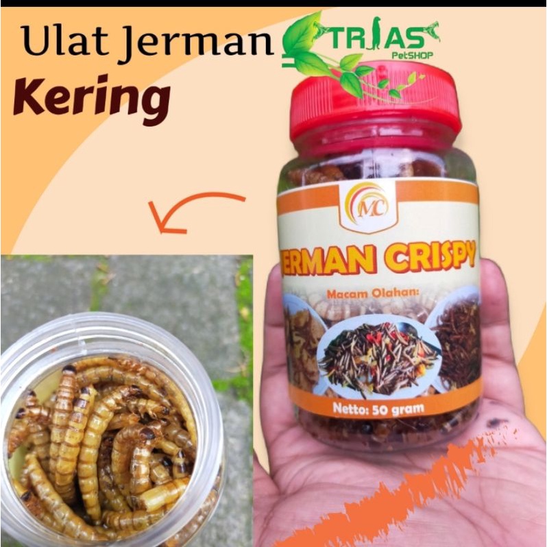 Jual Ulat Jerman Kering Makanan Ikan Chana Makanan Ikan Predator Makanan Sugar Glider Makanan