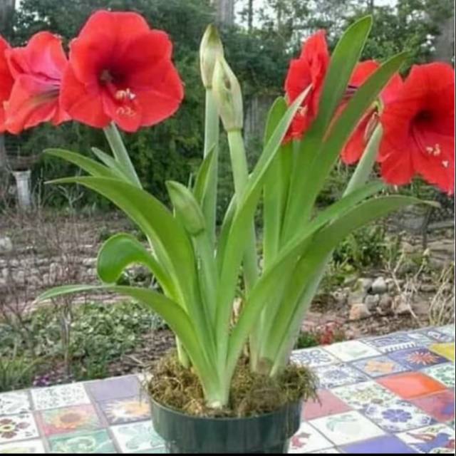 Pohon bakung amarilis bunga merah - Tanaman hias bakung bunga merah