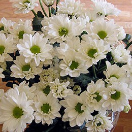 TOKO BUNGA BANDUNG / BUNGA BABY ASTER PERTANGKAI