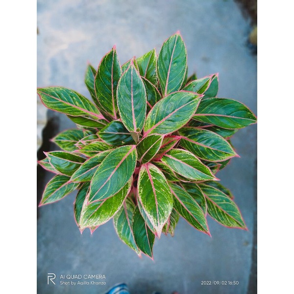 Aglonema lipstik Manilompek rumpun