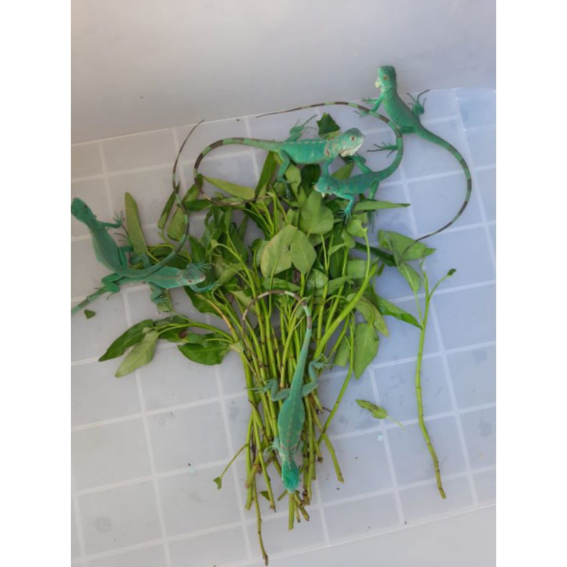 Blue iguana murah minus kuku