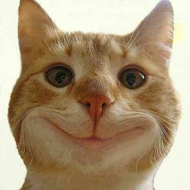 budimpw334