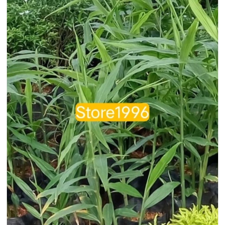 Daun jahe muda hjiau segar 250 gram