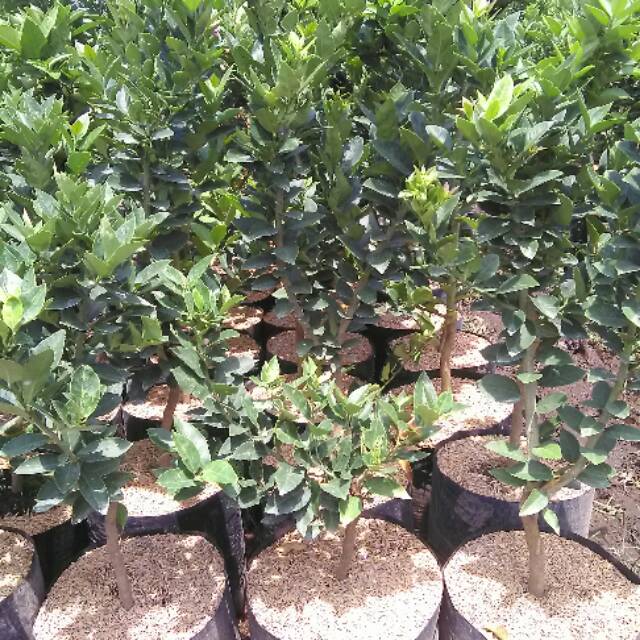 

bibit buah lemon tanpa biji