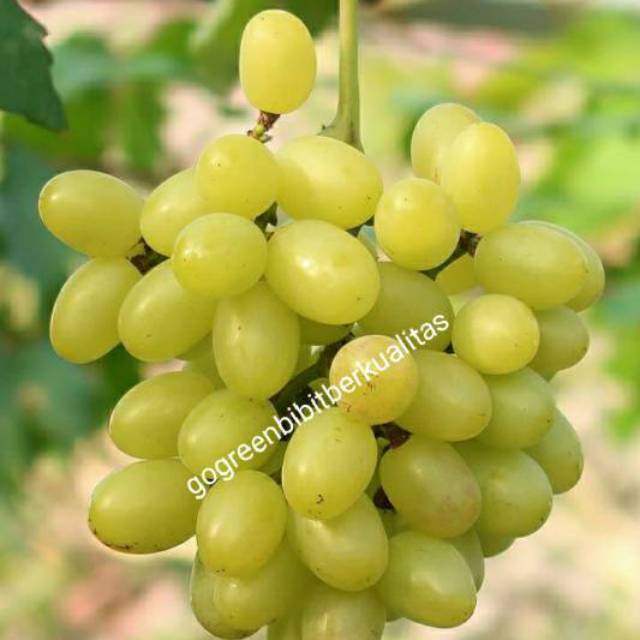 Bibit buah anggur yellow belgia original