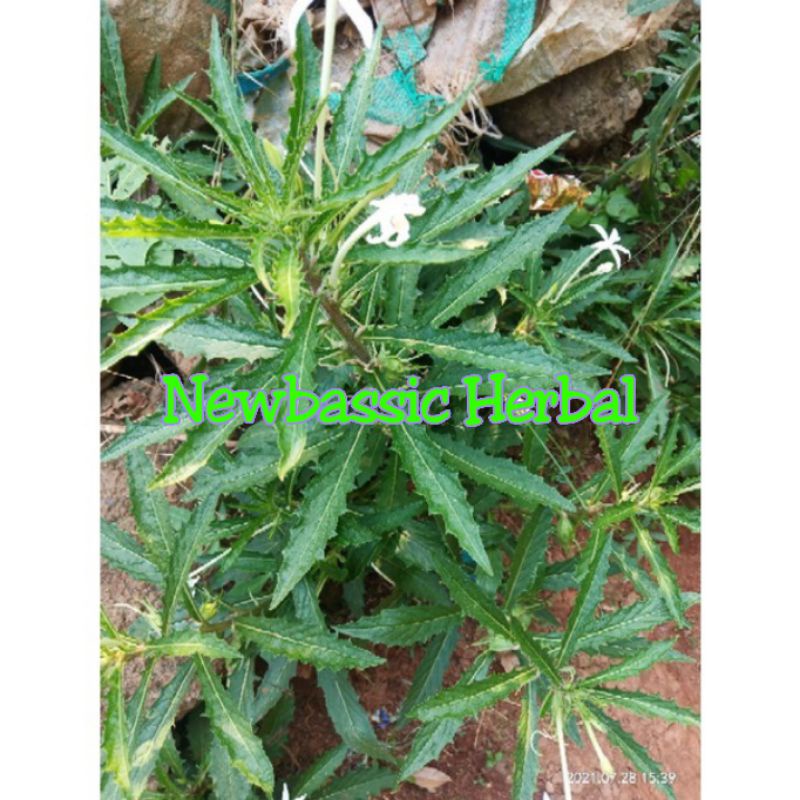 

daun kitolod alami herbal