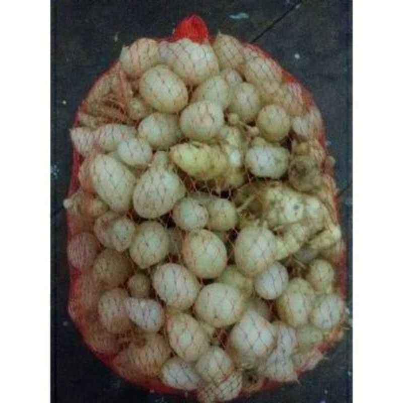 

Kunyit Putih segar/kunir putih segar/buah/asli 1/2kg 500gr
