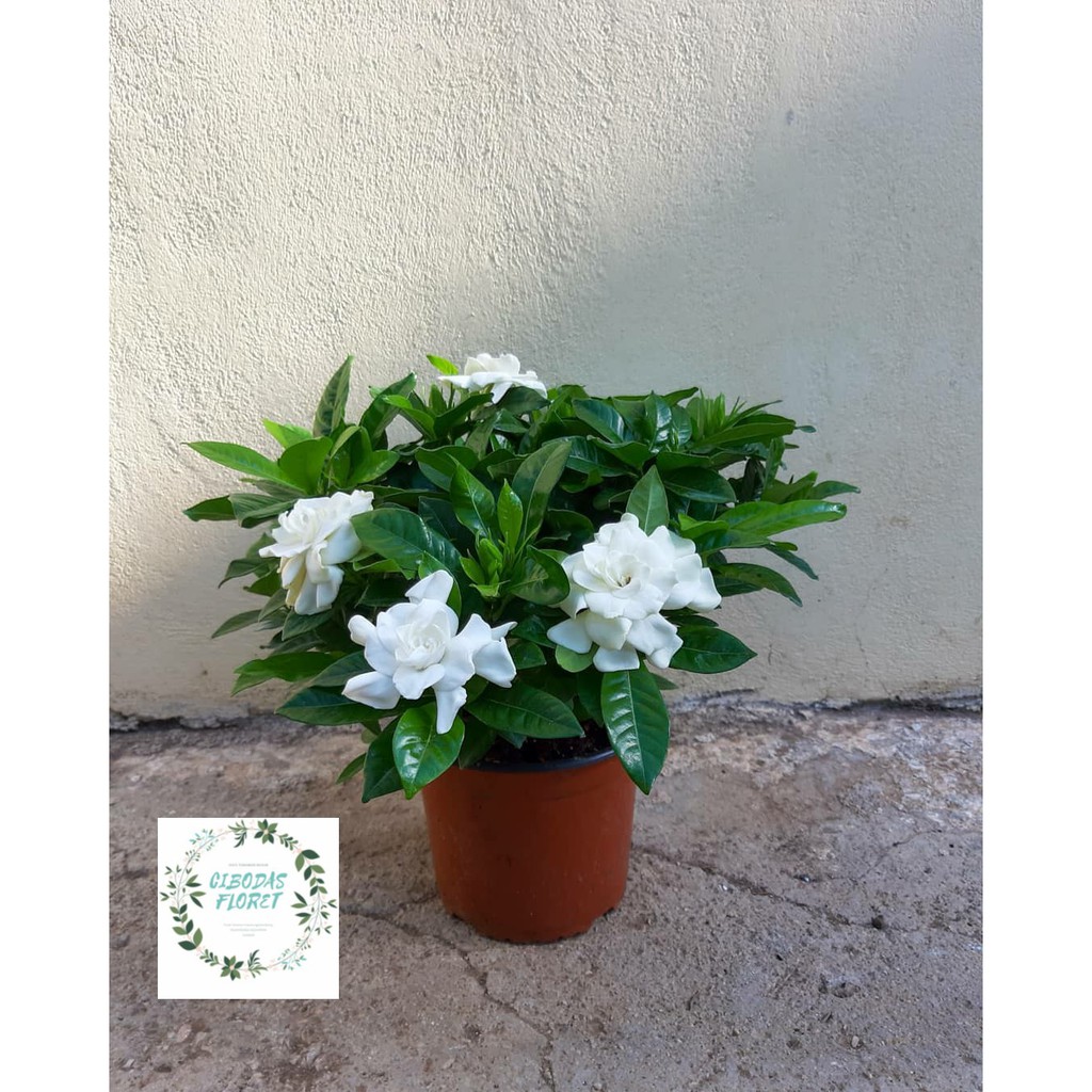 TANAMAN HIAS GARDENIA JASMINOIDES/KACA PIRING