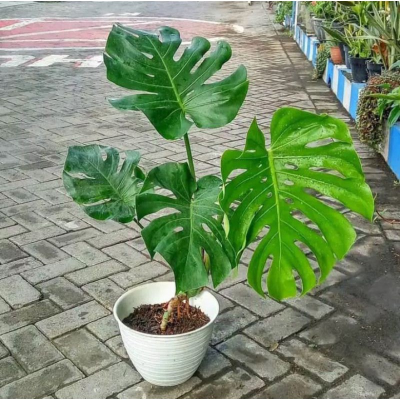 Tanaman hias philodendron monstera king daun besar