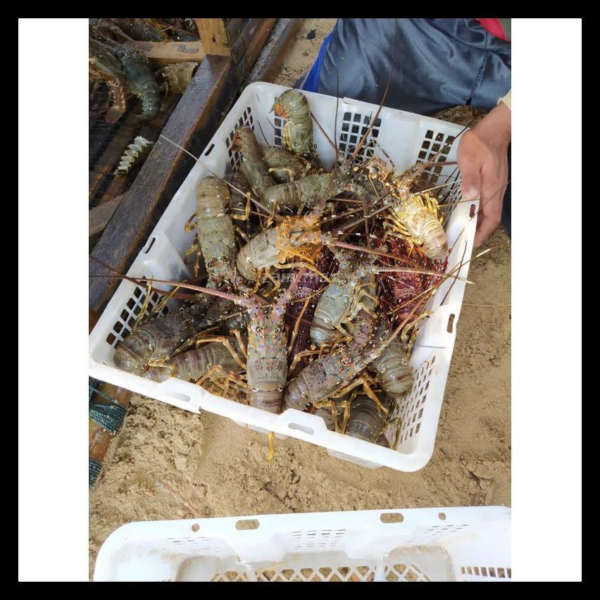 Diskon Lobster Laut Fresh Termurah 1 Kg