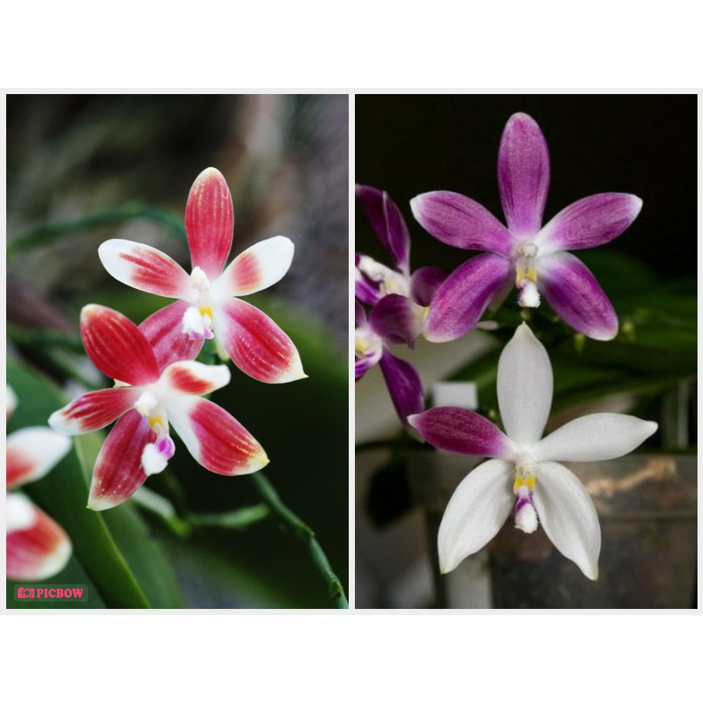 Anggrek Phalaenopsis Speciosa Red/Purple