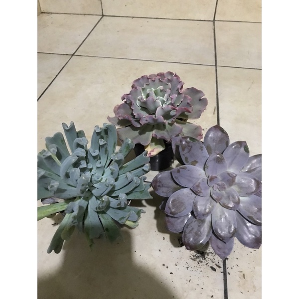 tanaman hias kaktus dan skulen hidup paket jumbo BE kol gebbi