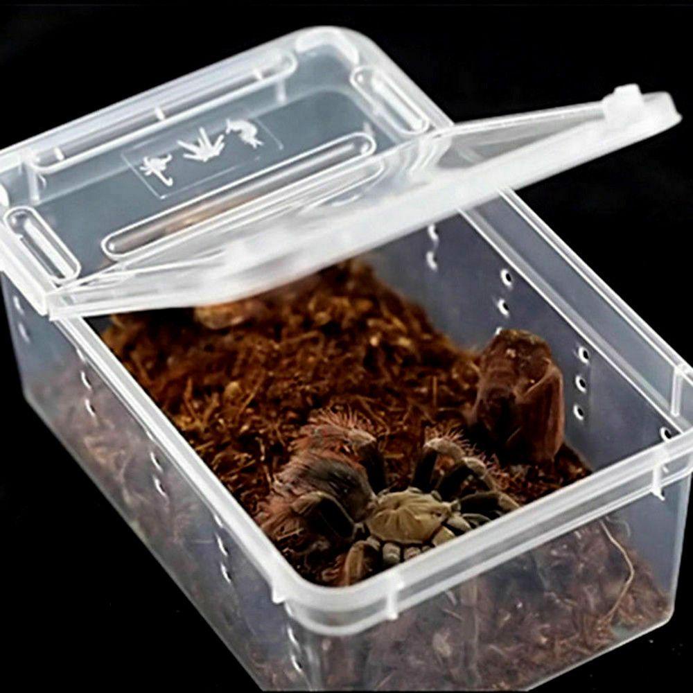 [Elegan] Kotak Makan Transparan Serangga Kodok Reptil Untuk Cicak Spider Tokek Tarantulas Breeding Living House