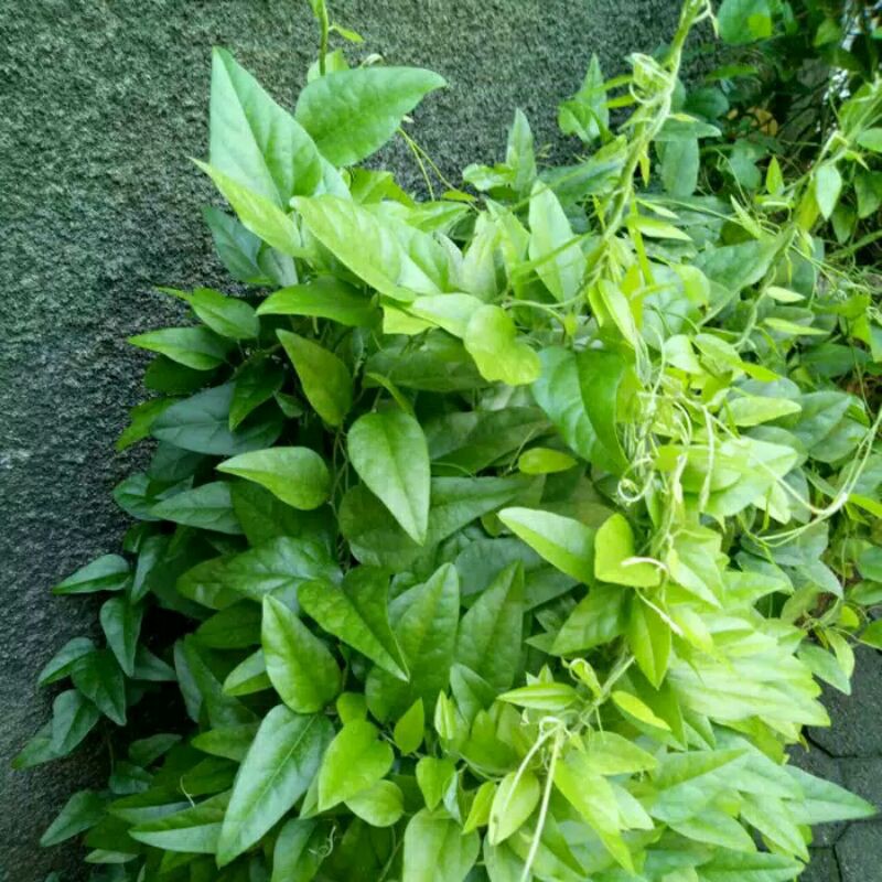 

Daun cincau segar herbal segar fress