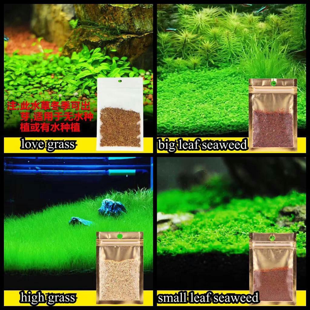 Carpet Seed Bibit Benih Tanaman Aquascape Shopee Indonesia