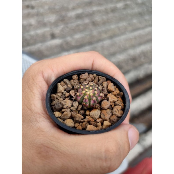 Kaktus Gymnocalycium-Gymno Tlux/T-Lux