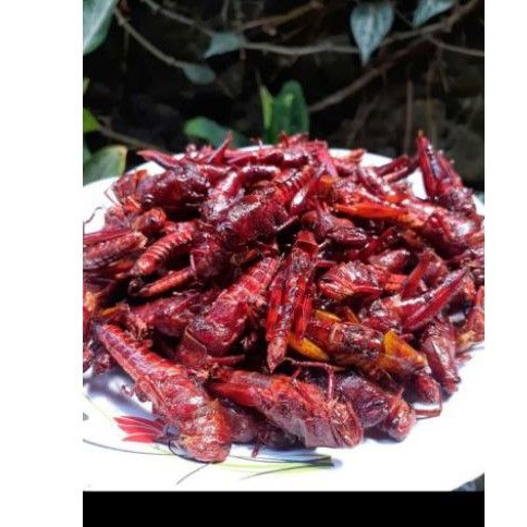 

walang goreng belalang goreng gunungkidul