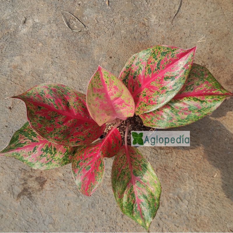 Aglonema Red Twister ( RED TWISTER ) Aglopedia