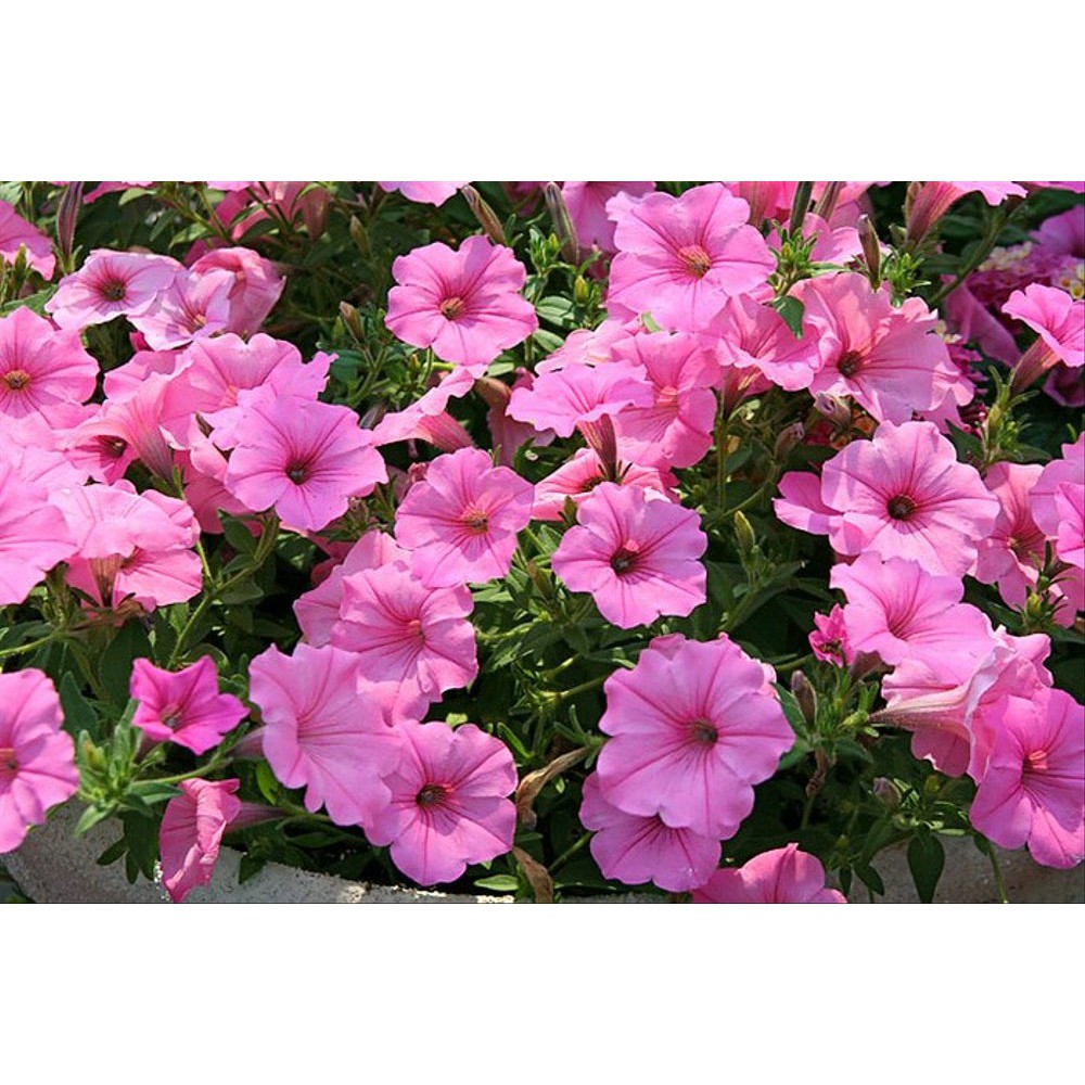 50 Benih Bunga Petunia Pink Salmon