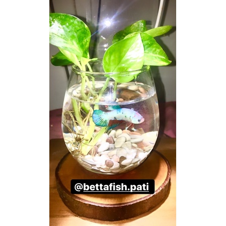 Vas bunga/ Gelas Cupang/ Bubble ball Glass/ Vas Tanaman Hias