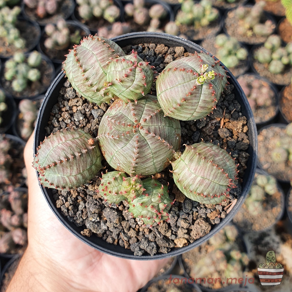 Tanaman Hias Hidup - Kaktus dan Sukulen (Euphorbia Globosa)