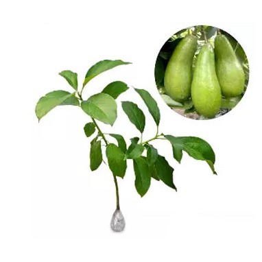 

Alpukat Long Green 60cm